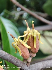 Dendrophthoe pentandra
