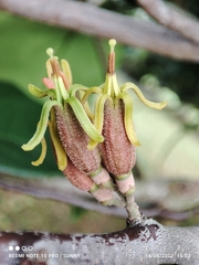 Dendrophthoe pentandra