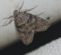 Calathusa hypotherma