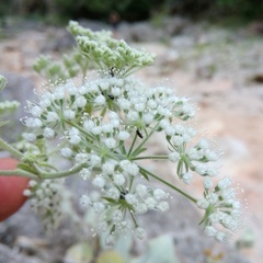 Pimpinella
