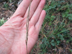 Achnatherum sibiricum