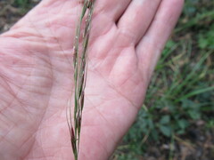 Achnatherum sibiricum