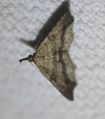 Philogethes metableta