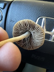 Agrocybe retigera