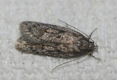 Acantholena siccella