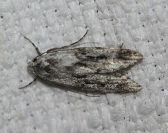 Stenoptena icmaea