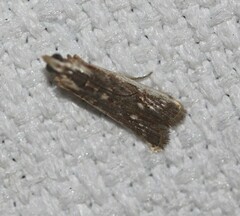 Cathyalia pallicostalis