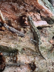 Desmognathus imitator