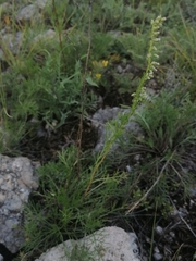 Artemisia commutata