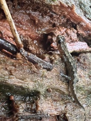 Desmognathus imitator