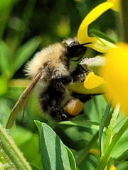Bombus pascuorum