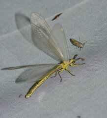 Myrmecaelurus