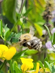 Bombus pascuorum