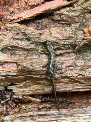 Desmognathus imitator