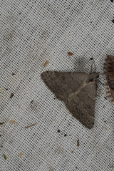 Dichromodes indicataria