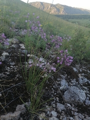 Allium rubens