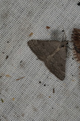 Dichromodes indicataria