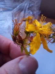 Hypericum perforatum