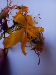 Hypericum perforatum