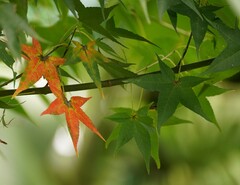 Acer serrulatum