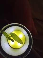 Hypericum perforatum