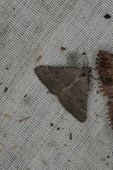 Dichromodes indicataria