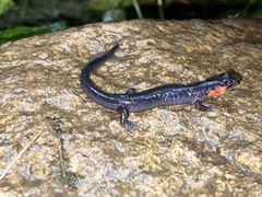 Plethodon jordani