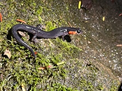 Plethodon jordani