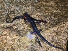 Plethodon jordani