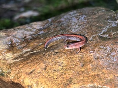 Plethodon serratus