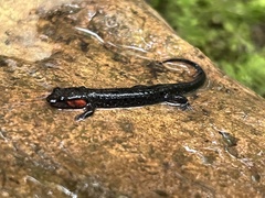 Desmognathus imitator