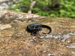 Desmognathus imitator