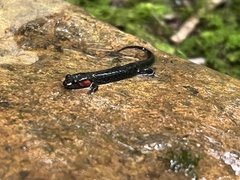 Desmognathus imitator