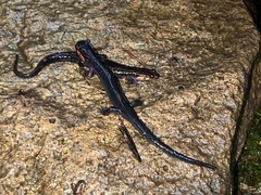 Desmognathus imitator