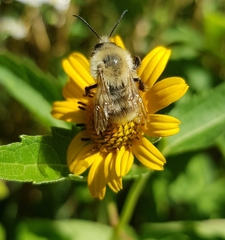 Bombus