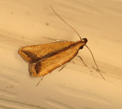 Dichomeris heriguronis