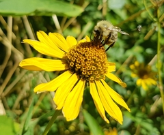 Bombus