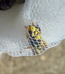 Syneuodynerus egregius