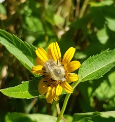 Bombus