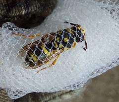 Syneuodynerus egregius