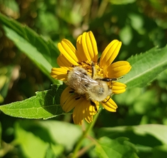 Bombus