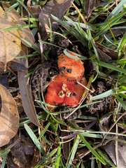 Amanita xanthocephala