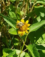 Bombus