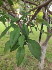 Malus halliana