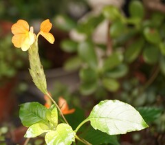 Crossandra infundibuliformis