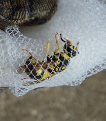 Syneuodynerus egregius