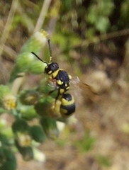 Parodontodynerus ephippium
