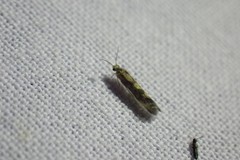 Agraylea