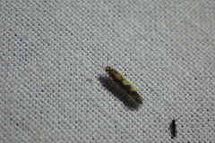 Agraylea