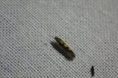 Agraylea